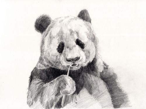 panda drawing pencil drawing