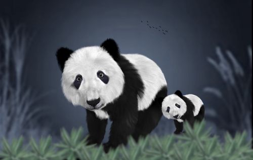 panda bears puppy