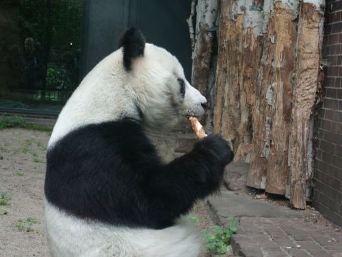 panda bear eat rare species