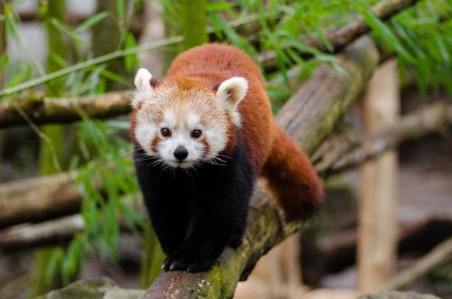 Red Panda, Ailurus Fulgens