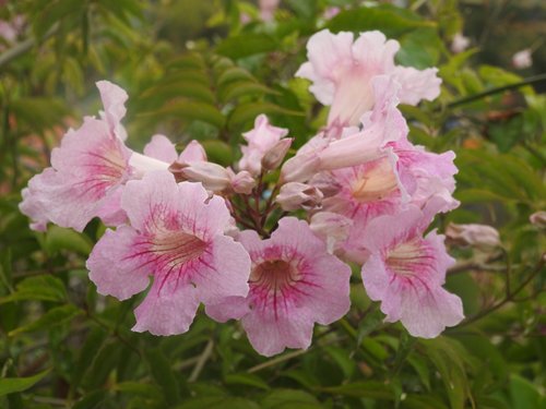 pandorea  pandorea jasmine  flowers