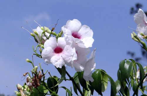 pandorea jasminoides bignoniaceae flower