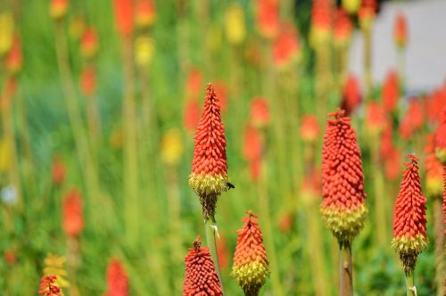 panicles-montbretie flower plant