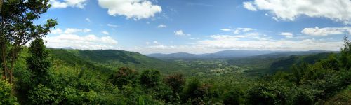 plant view mountain