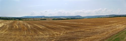 panorama cornfield harvested