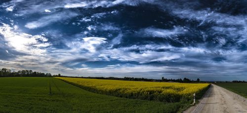 panorama field of rapeseeds clouds