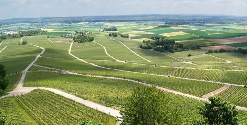 panorama vineyards vines