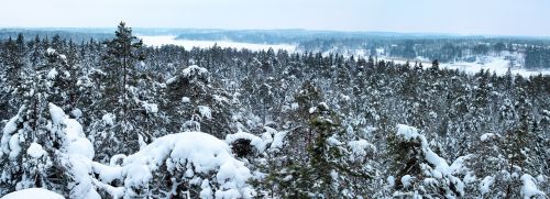 panorama winter forest