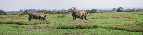 panorama rhino pair