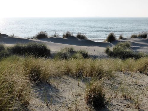 panorama dunes marram grass