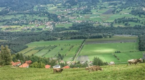 panorama mountains alpine cow