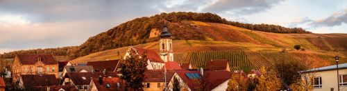 panorama vineyard autumn