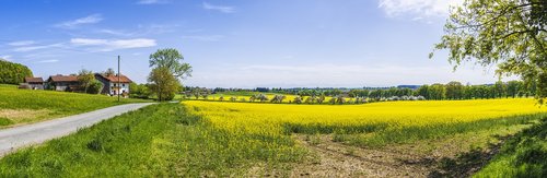panorama  oilseed rape  field