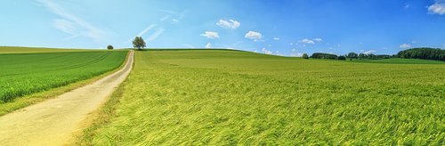 panorama  summer  meadow