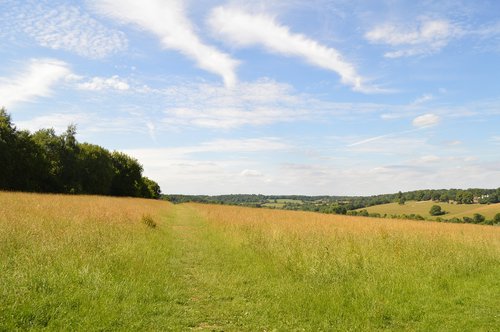 panoramic  grass  nature