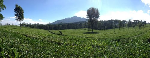 panoramic tea plantation bandung indonesia