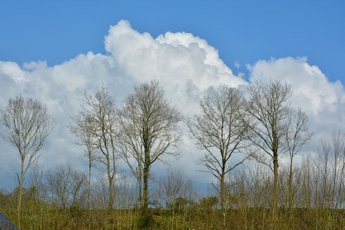 panoramic view on the nature  tree in the spring  nature