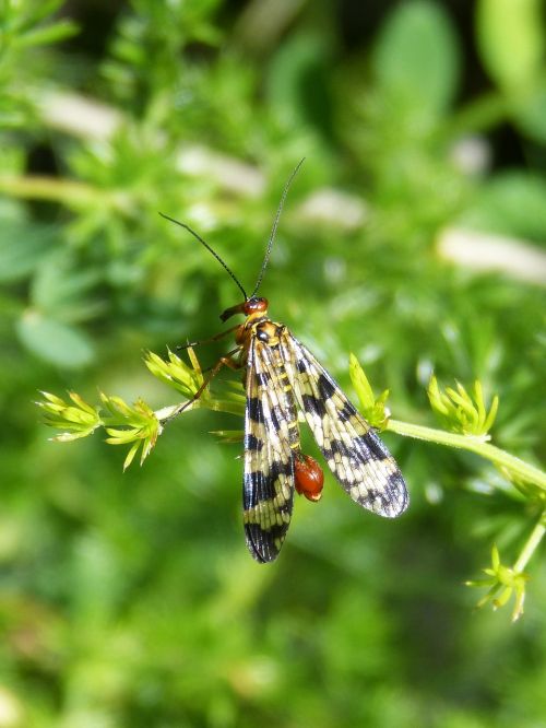 panorpa communis scorpion fly insect