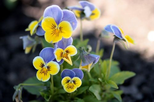 pansies yellow blue