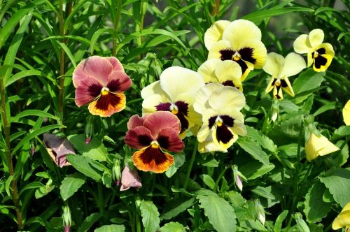 pansies flowers summer