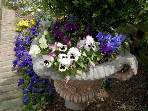 pansies garden planter concrete urn