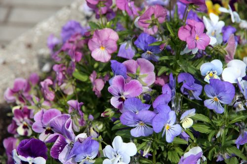 pansies violets viola tricolor