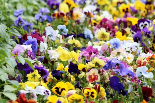 pansies violet viola tricolor