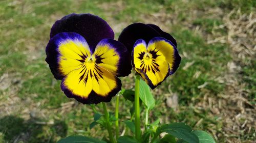 pansies viola tricolor pansy flower
