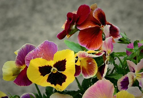 pansies  beauty  spring