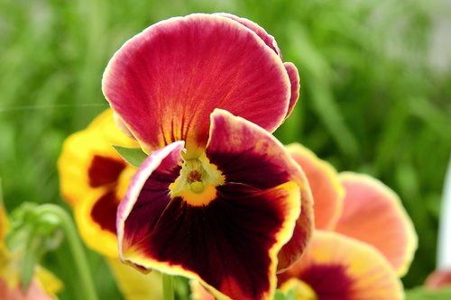 pansies  beauty  nature