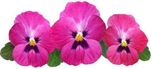 pansies  pink  flowers