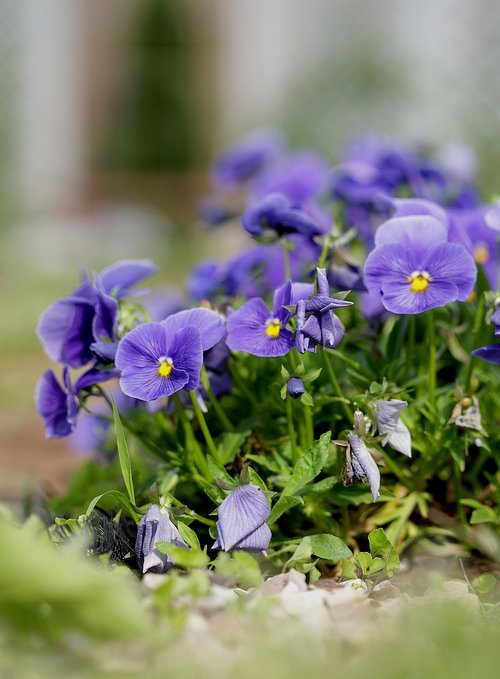 pansies  flowers  spring