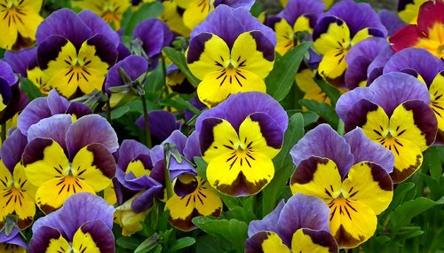 pansies  colorful  flowers