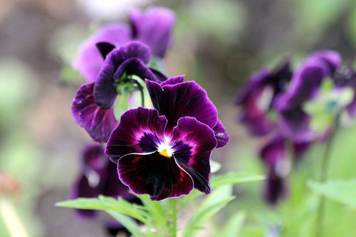pansies  violet  viola tricolor