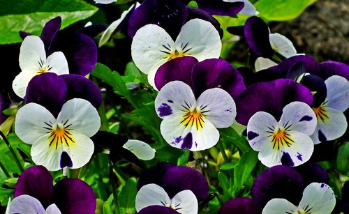 pansies  flowers  colorful