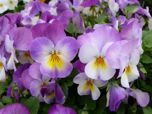 pansies garden pansy flowers