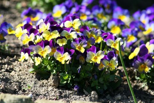 pansy garden flower