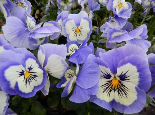 pansy light blue spring