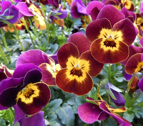 pansy balcony nursery