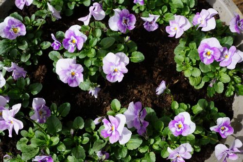 pansy flower purple