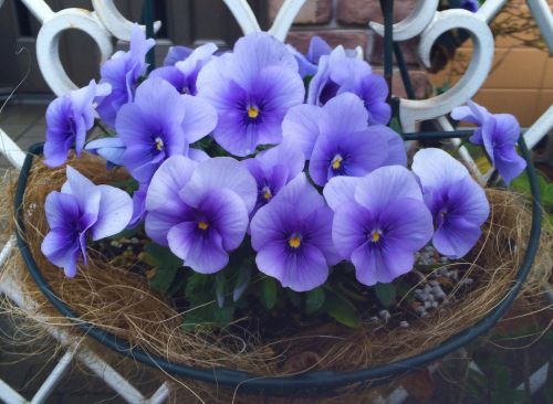 pansy sumire purple