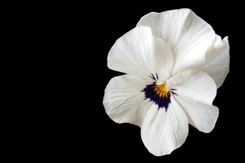 pansy violet blossom