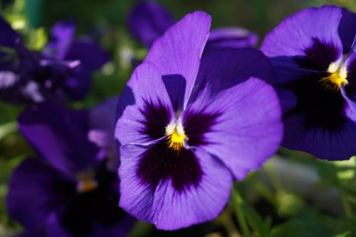 pansy flowers macro