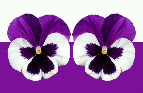 pansy violet purple