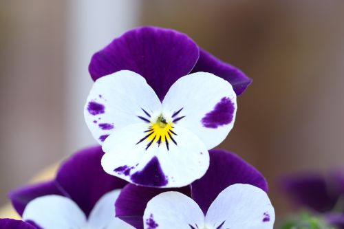 pansy spring the petals