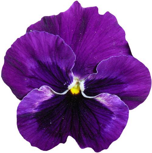 pansy blue purple