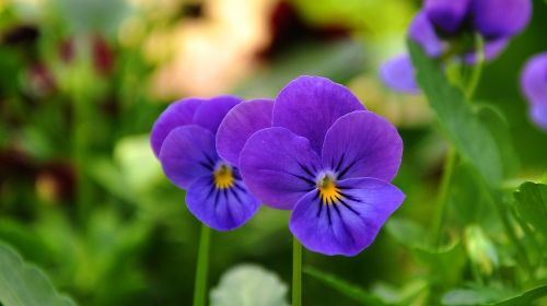 pansy flower flower garden