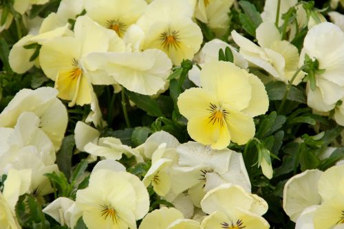 pansy yellow garden pansy