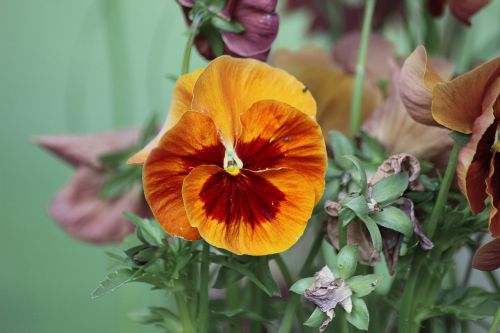 pansy nature flower