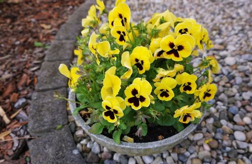 pansy yellow flower